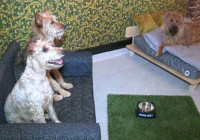 Ξενοδοχείο πέντε αστέρων για… σκύλους!