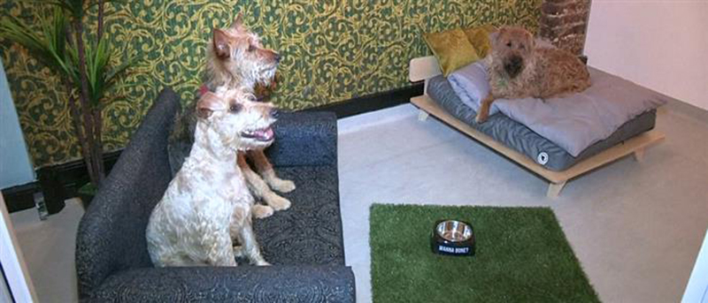 Ξενοδοχείο για σκύλους