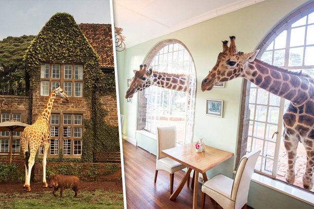 GIRAFFE-MANOR-518218