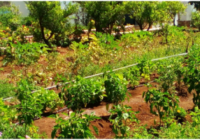 Νέα τάση: Μποστάνια στα ξενοδοχεία Νέα τάση: Μποστάνια στα ξενοδοχεία