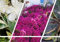 Η ταυτότητα τεσσάρων φυτών που τα συναντάμε συχνά, μας αρέσουν και μας συντροφεύουν στον κήπο και όχι μόνο